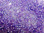 Picture of Japanese seed beads, round, size 15/0, Miyuki, silver-lined, purple, semi-frosted